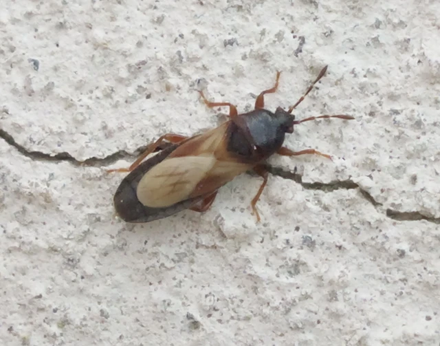 Dimorphopterus blissoides - keleti karcsúbodobács