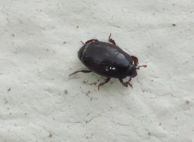 Histeridae - sutabogárfélék