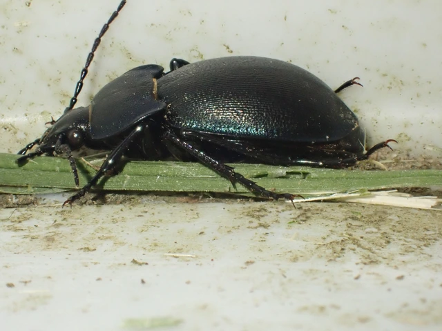 Carabus convexus - selymes futrinka