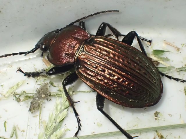 Carabus ulrichii - rezes futrinka Carabus ulrichii - rezes futrinka