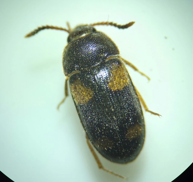 Mycetophagus quadripustulatus - négyfoltos gombabogár