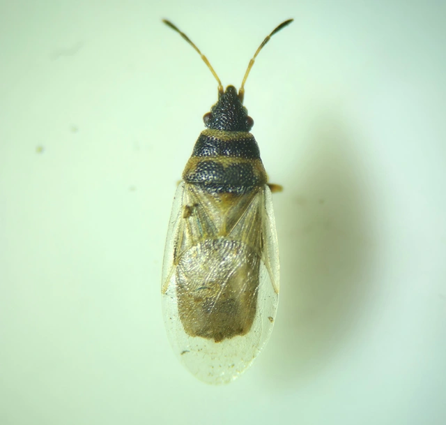 Oxycarenus pallens - fakó bodobács