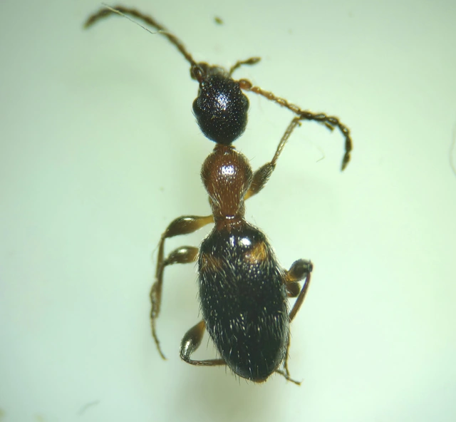 Anthelephila pedestris - hangyaszerű fürgebogár