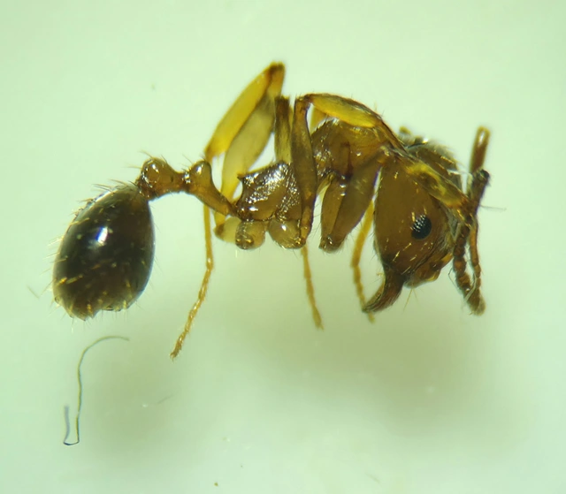 Aphaenogaster subterranea - vörös karcsúhangya