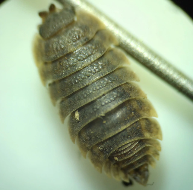 Isopoda - Ászkarákok