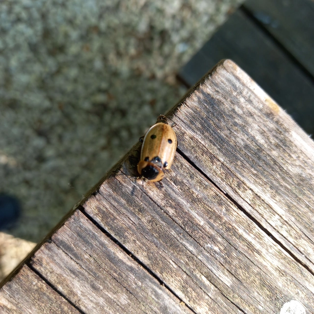 Dendroxena quadrimaculata - négypettyes dögbogár
