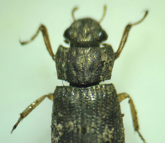 Helophorus Helophorus