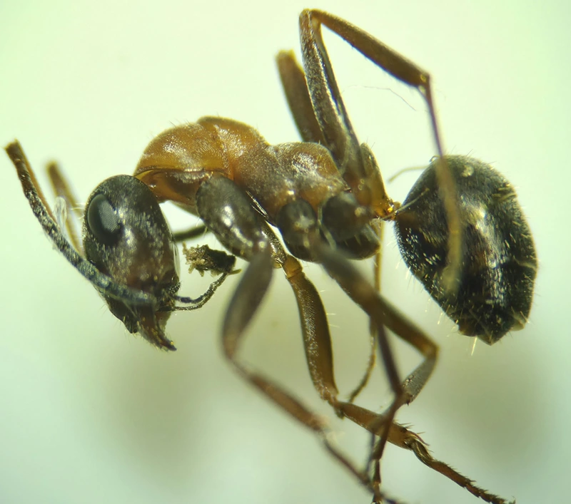 Formica rufibarbis - vörös rabszolgahangya