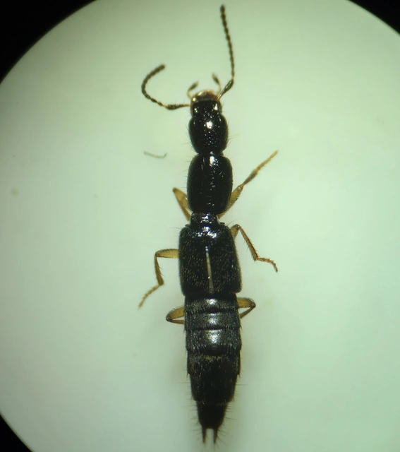 Ochthephilum fracticorne - közönséges posványholyva