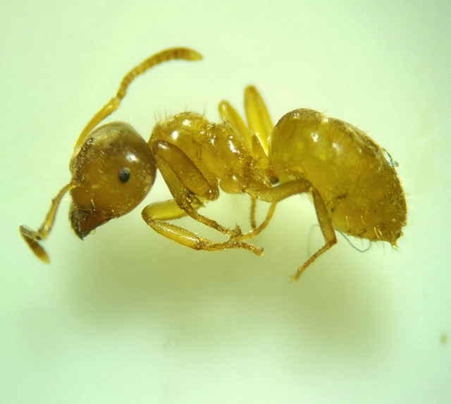 Lasius flavus - gyakori borostyánhangya