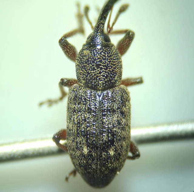 Notaris acridulus - közönséges sásormányos
