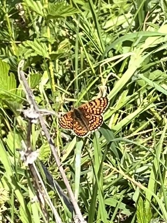 Melitaea cinxia - réti tarkalepke