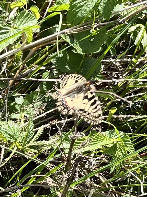 Zerynthia polyxena - farkasalmalepke