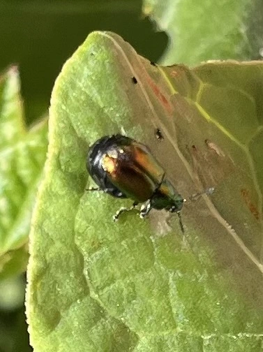 Gastrophysa viridula - sóska-levélbogár Gastrophysa viridula - sóska-levélbogár