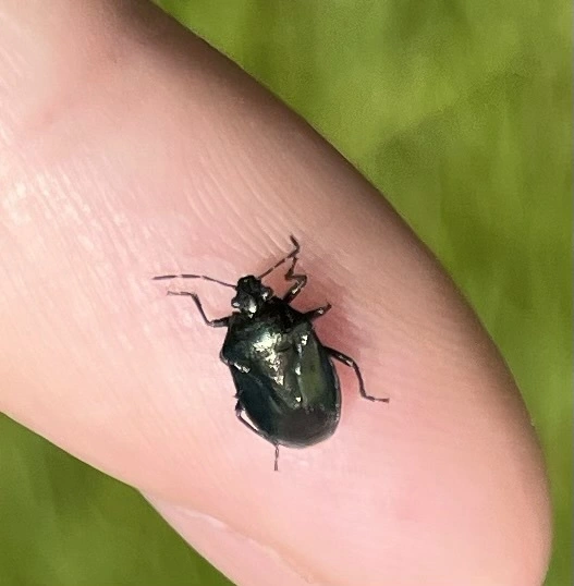 Zicrona caerulea - acélkék poloska Zicrona caerulea - acélkék poloska