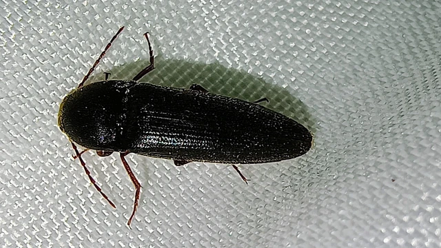 Melanotus