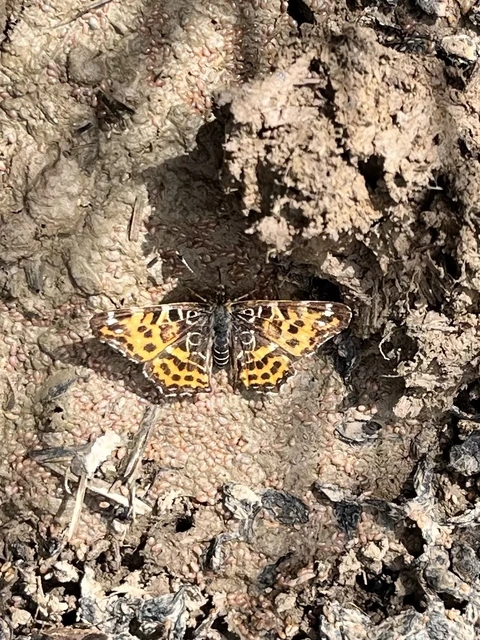 Araschnia levana - pókhálós lepke