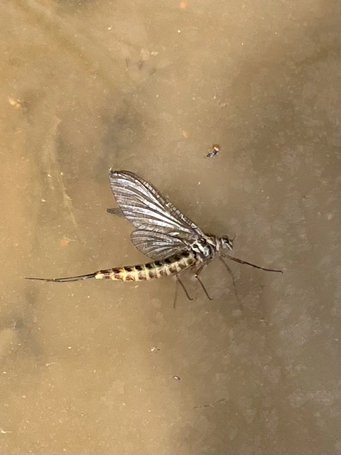 Ephemeroptera - Kérészek