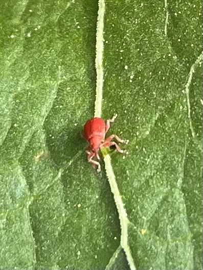 Apion frumentarium - vörös cickányormányos