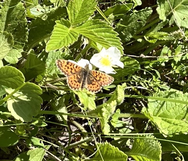Boloria dia - kis gyöngyházlepke