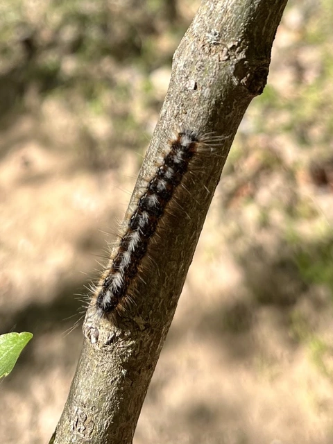 Eriogaster catax - sárga gyapjasszövő