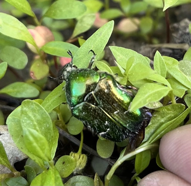 Cetonia aurata - aranyos virágbogár Cetonia aurata - aranyos virágbogár
