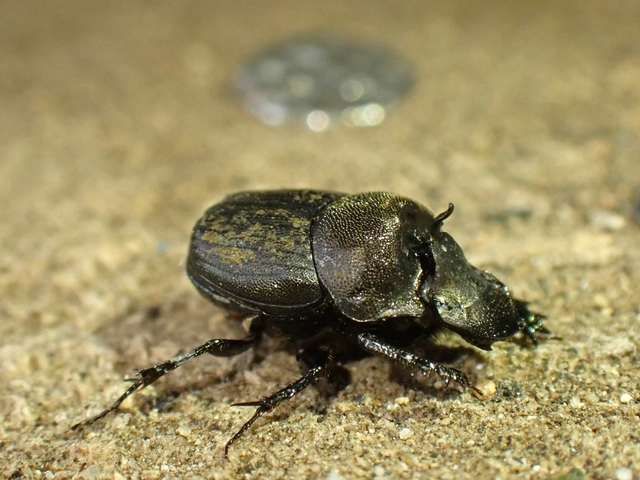 Onthophagus verticicornis - fekete trágyatúró