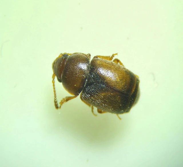 Kateretes pusillus