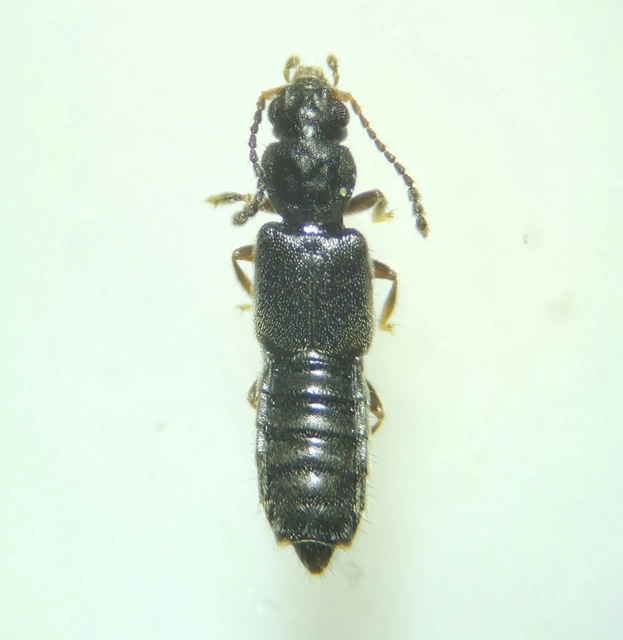 Carpelimus erichsoni - rovátkás iszapholyva Carpelimus erichsoni - rovátkás iszapholyva