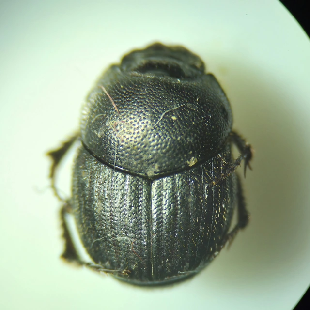 Onthophagus grossepunctatus - érdes trágyatúró