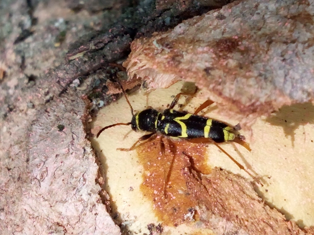 Clytus arietis - közönséges darázscincér