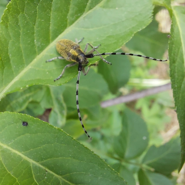 Agapanthia villosoviridescens - fehérgyűrűs bogáncscincér