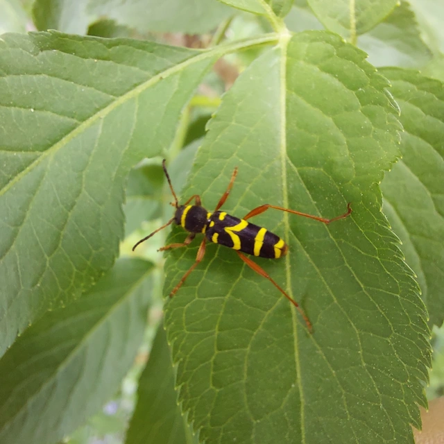 Clytus arietis - közönséges darázscincér