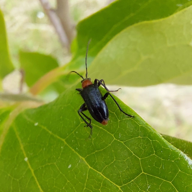 Dinoptera collaris - vörösnyakú virágcincér