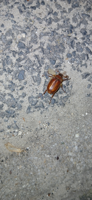 Holochelus aequinoctialis - tavaszeleji cserebogár