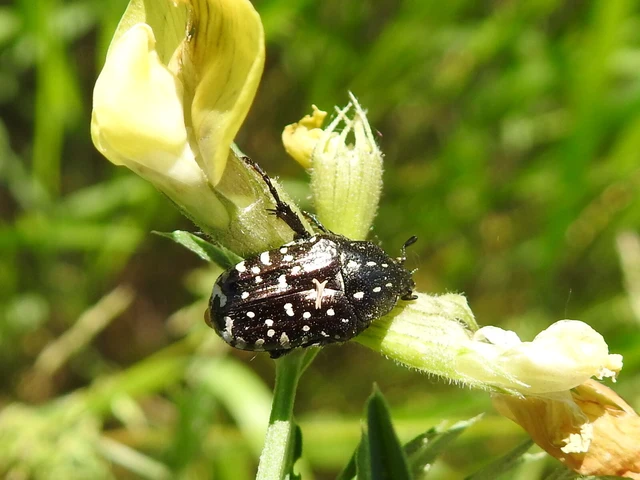 Oxythyrea funesta - sokpettyes virágbogár