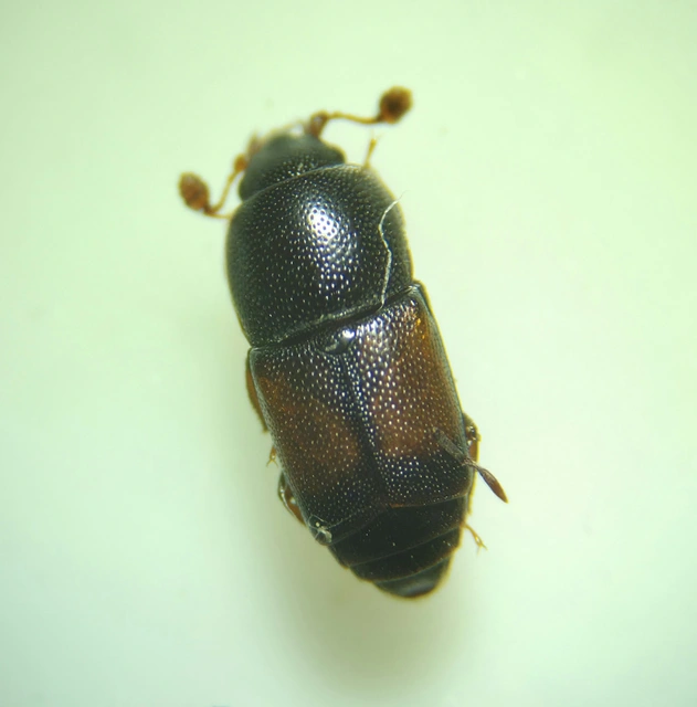 Urophorus rubripennis - vörösszárnyú gyümölcsfénybogár Urophorus rubripennis - vörösszárnyú gyümölcsfénybogár