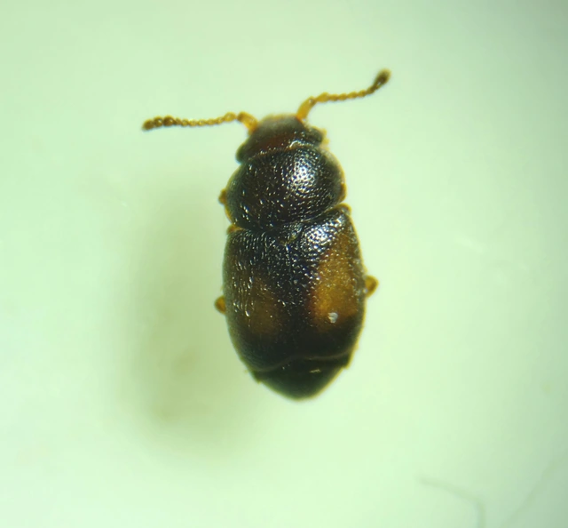 Kateretes pusillus