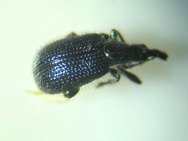 Neocoenorrhinus pauxillus - bordafúró eszelény