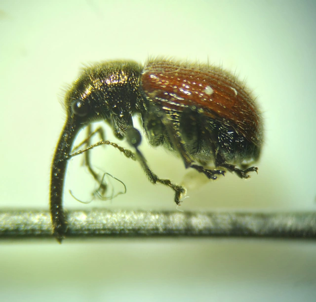 Tatianaerhynchites aequatus - piros kökényeszelény