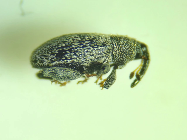 Pseudorchestes