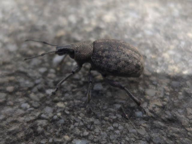 Otiorhynchus ligustici - vincellér-gyalogormányos