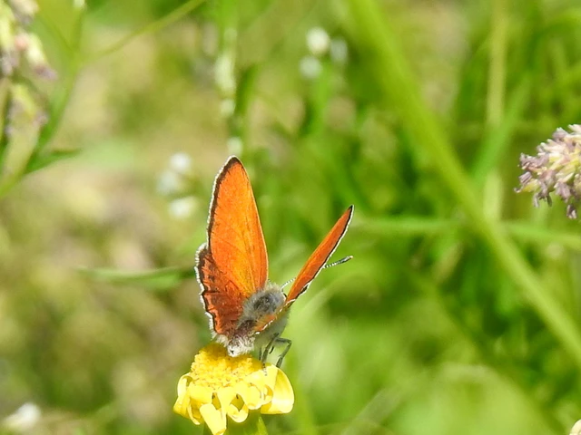Lycaena thersamon - kis tűzlepke