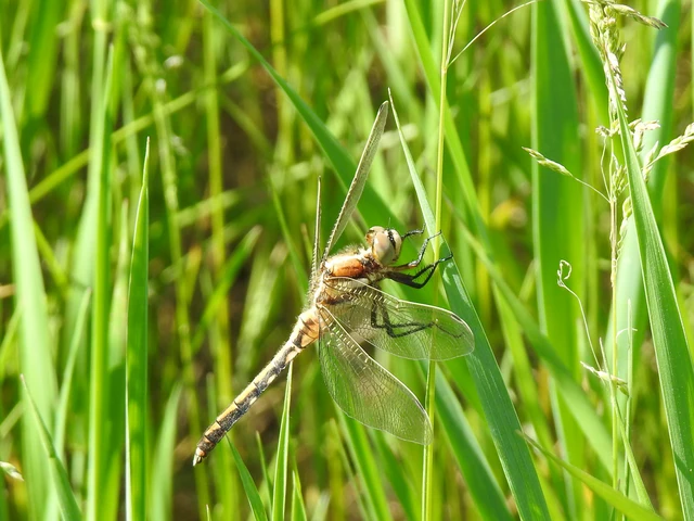 Orthetrum albistylum - fehérfarkú pásztorszitakötő
