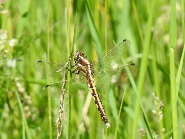 Orthetrum albistylum - fehérfarkú pásztorszitakötő