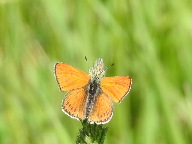 Lycaena thersamon - kis tűzlepke