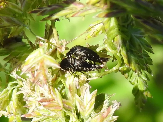 Mordellidae - marókafélék