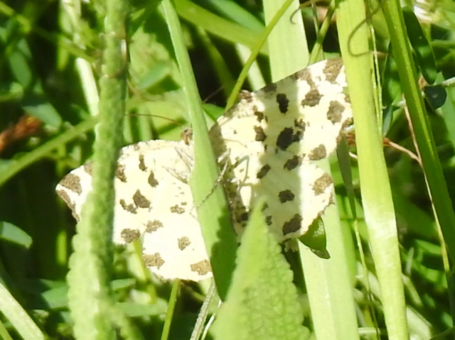 Pseudopanthera macularia - párducfoltos araszoló