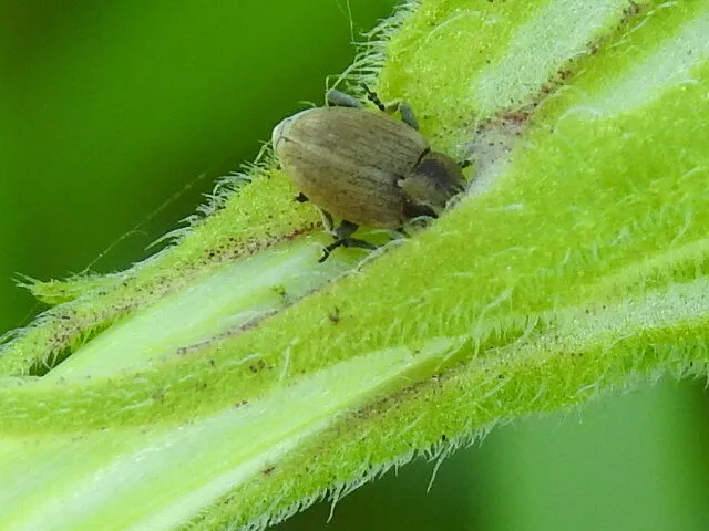 Sibinia pellucens - mécsvirágormányos