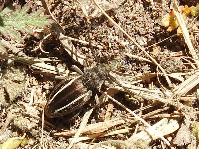Neodorcadion bilineatum - kétsávos földicincér